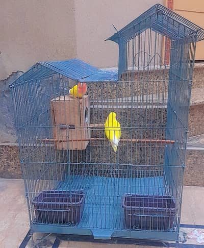 love Bird Pair With Cage For Sale۔