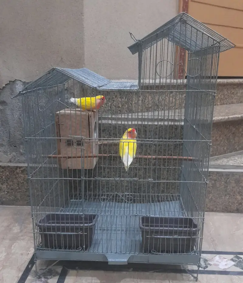 love Bird Pair With Cage For Sale۔ — photo 2
