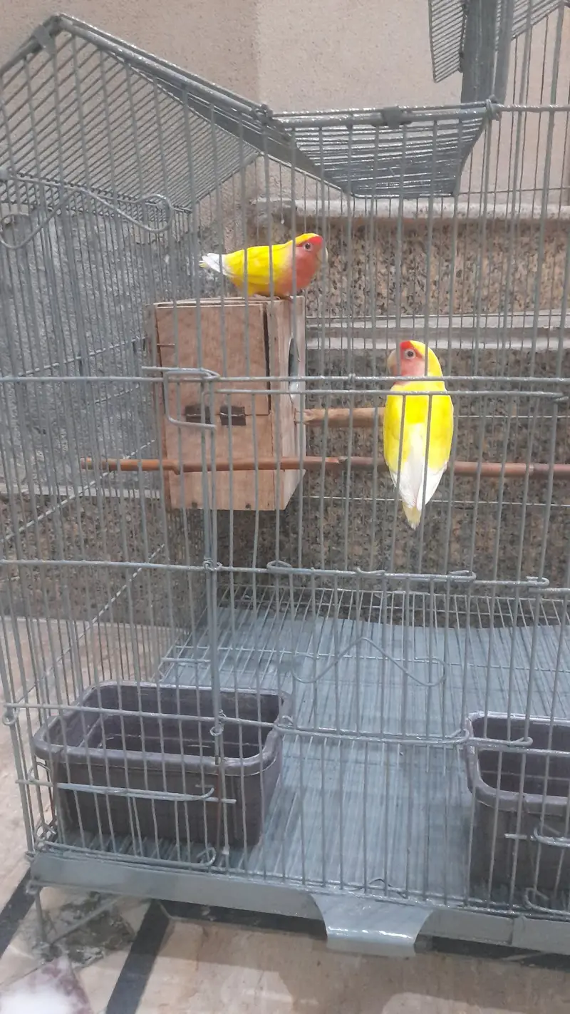 love Bird Pair With Cage For Sale۔ — photo 3