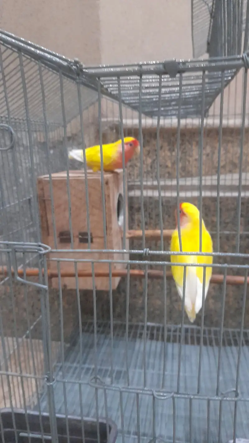 love Bird Pair With Cage For Sale۔ — photo 4