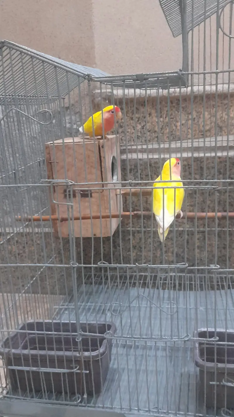 love Bird Pair With Cage For Sale۔ — photo 5