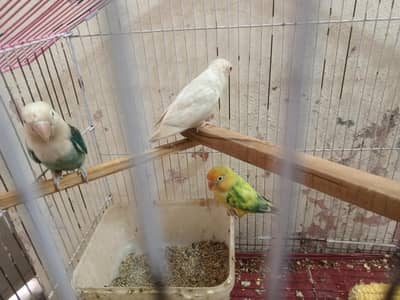 love birds