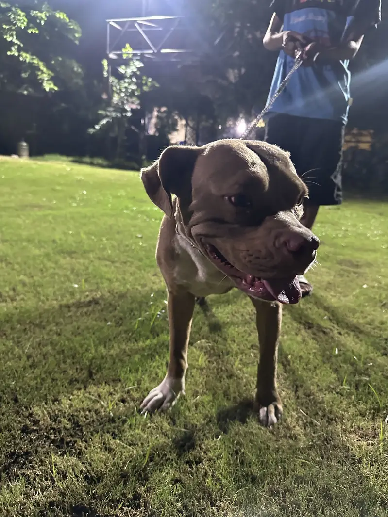 American pittbull females — photo 2