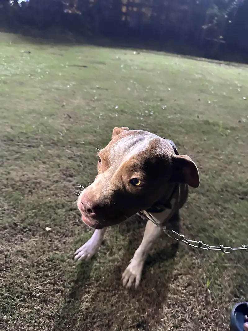 American pittbull females — photo 3