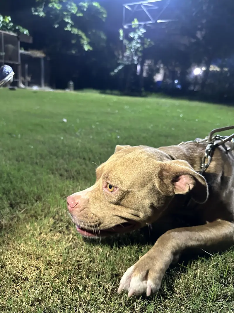 American pittbull females — photo 4