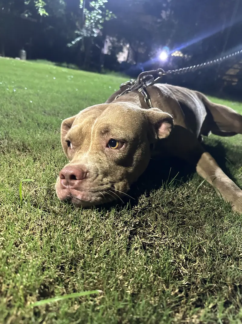 American pittbull females — photo 5