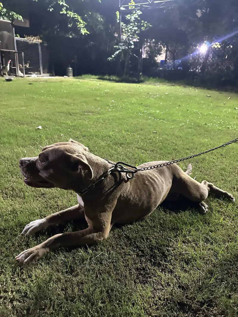 American pittbull females — photo 6