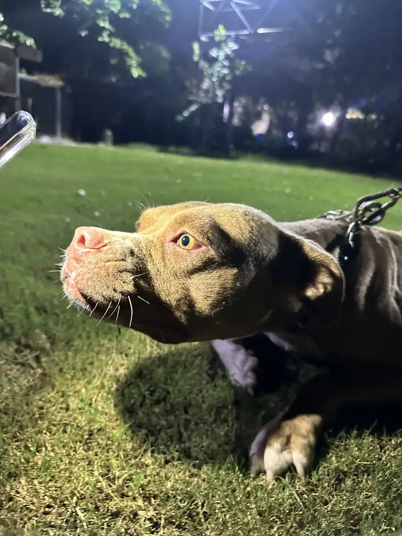 American pittbull females — photo 7
