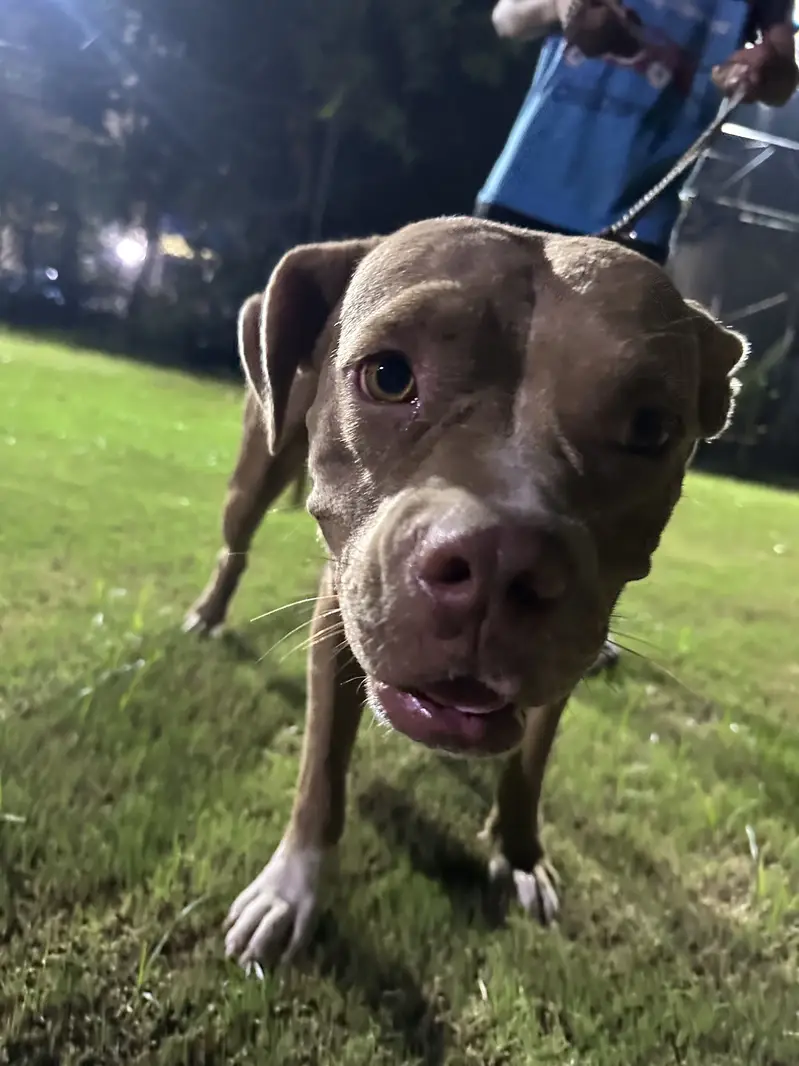 American pittbull females — photo 8