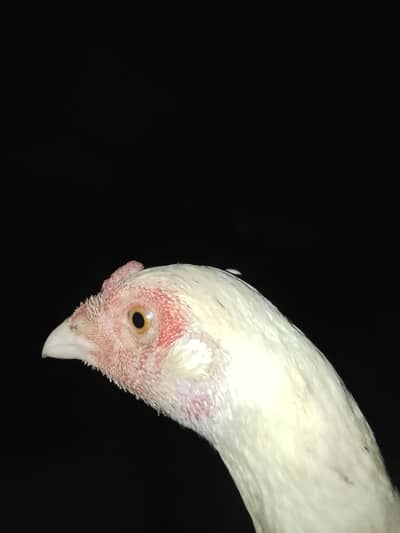 Aseel hera for sale pure aseel