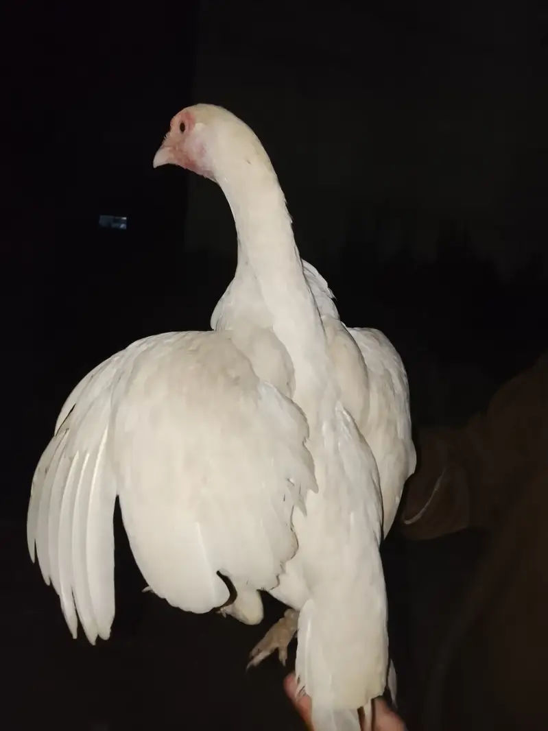 Aseel hera for sale pure aseel — photo 2