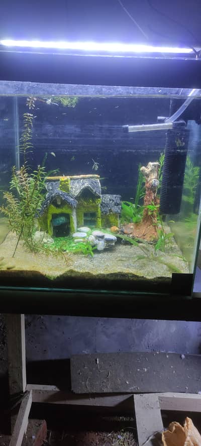15 x 15 inch aquarium and plants for sale