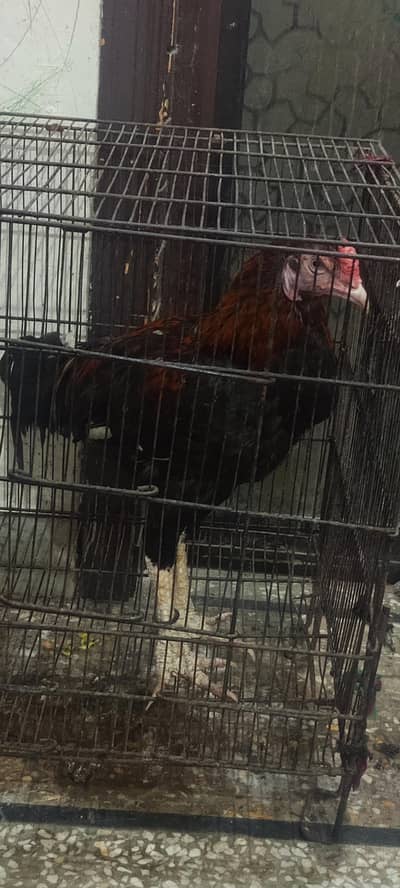 03465333883 long hight patha for urgent sale