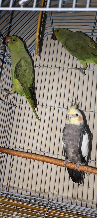 parrot sale