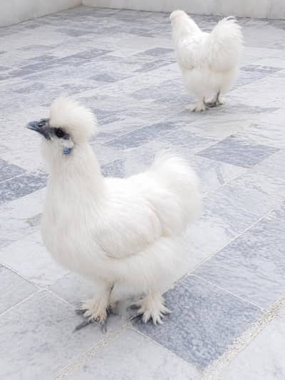 White Silkie Firtile Eggs