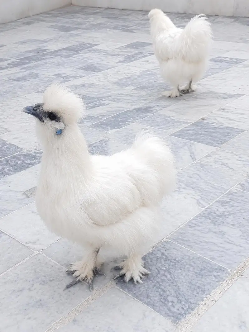 White Silkie Firtile Eggs