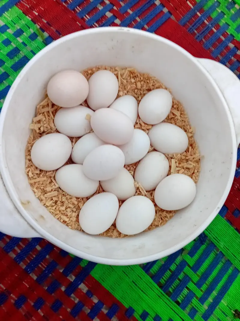 White Silkie Firtile Eggs — photo 2