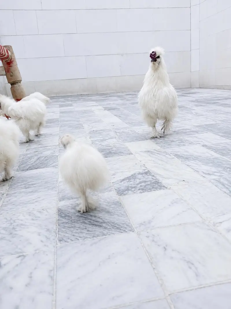 White Silkie Firtile Eggs — photo 3