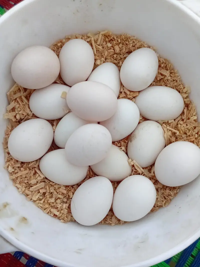 White Silkie Firtile Eggs — photo 4