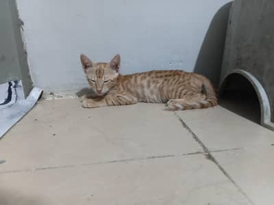 kittens for Adoption