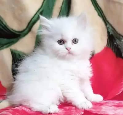Persian cat for sale0309-37-12-572 My WhatsApp per a jao