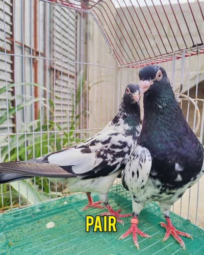 1st pair kamagar pair original / 2nd pair dub wala & Zeera gurented
