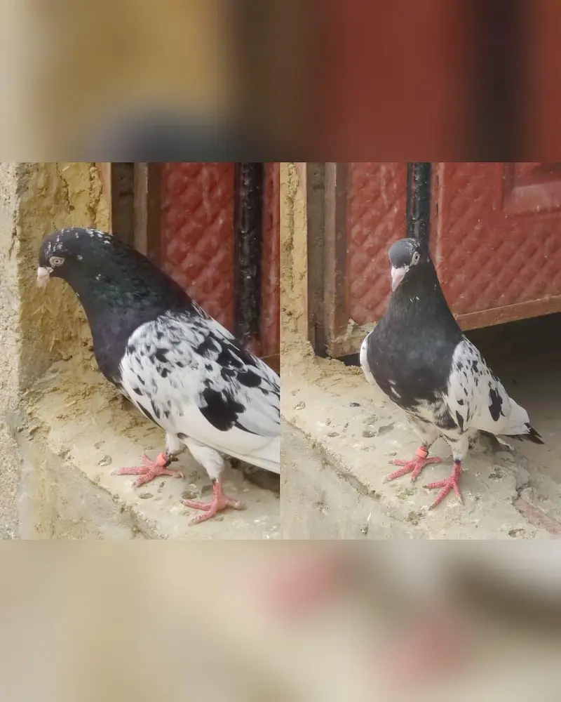 1st pair kamagar pair original / 2nd pair dub wala & Zeera gurented — photo 2