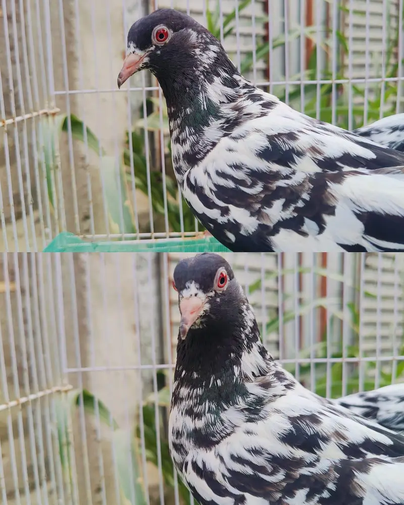 1st pair kamagar pair original / 2nd pair dub wala & Zeera gurented — photo 3