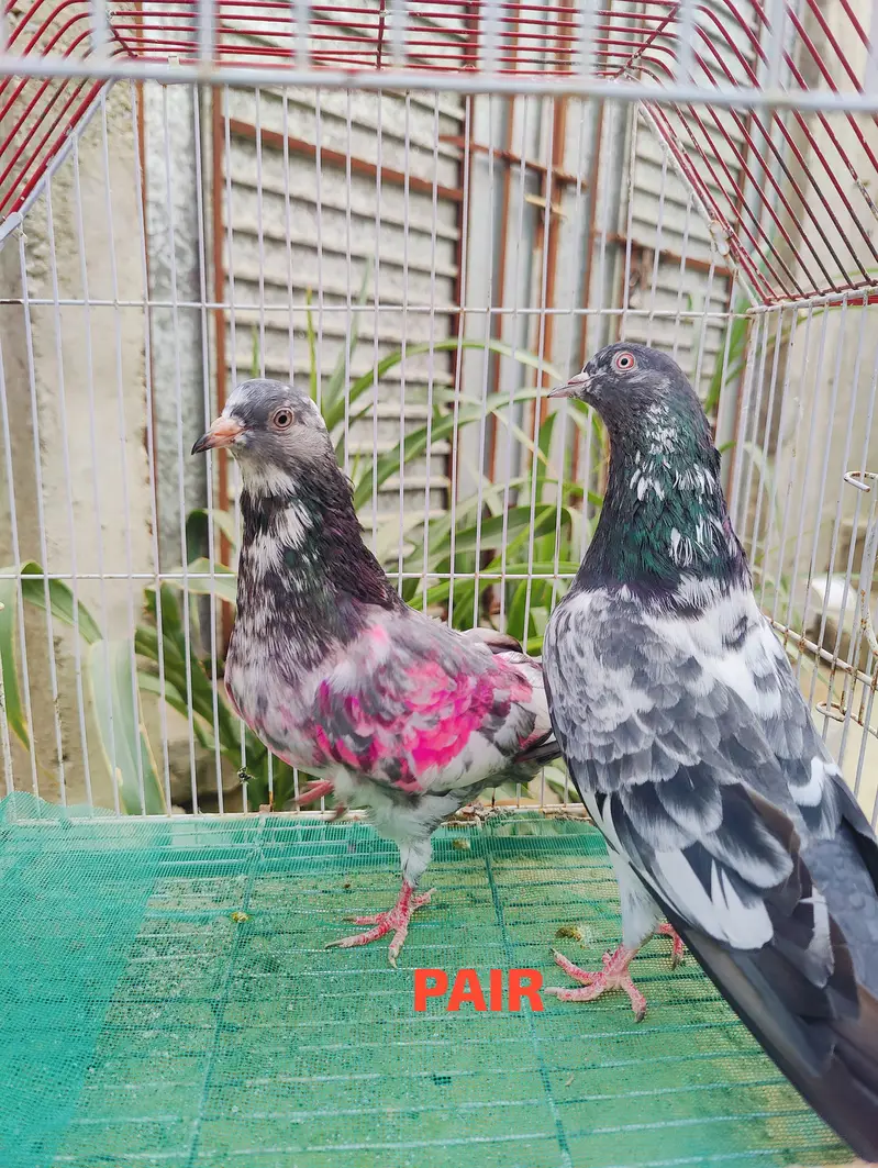 1st pair kamagar pair original / 2nd pair dub wala & Zeera gurented — photo 4