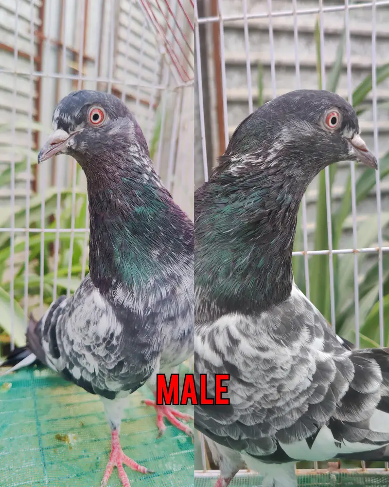 1st pair kamagar pair original / 2nd pair dub wala & Zeera gurented — photo 5