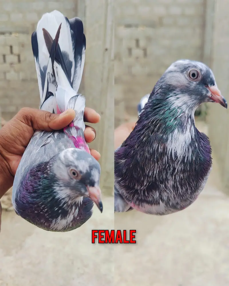 1st pair kamagar pair original / 2nd pair dub wala & Zeera gurented — photo 6
