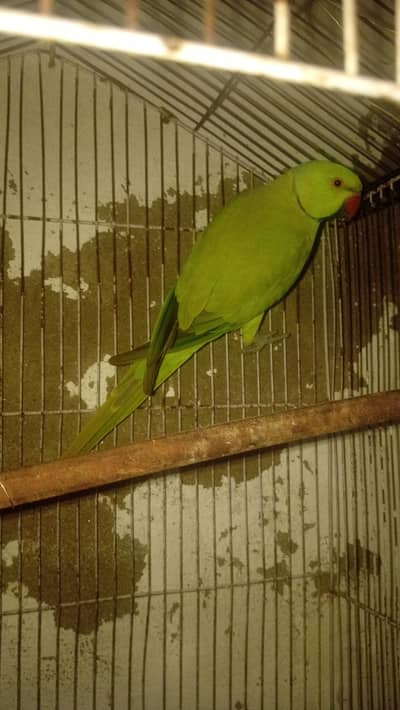 breeder male