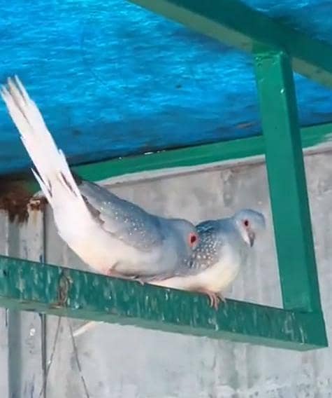 Dove  0