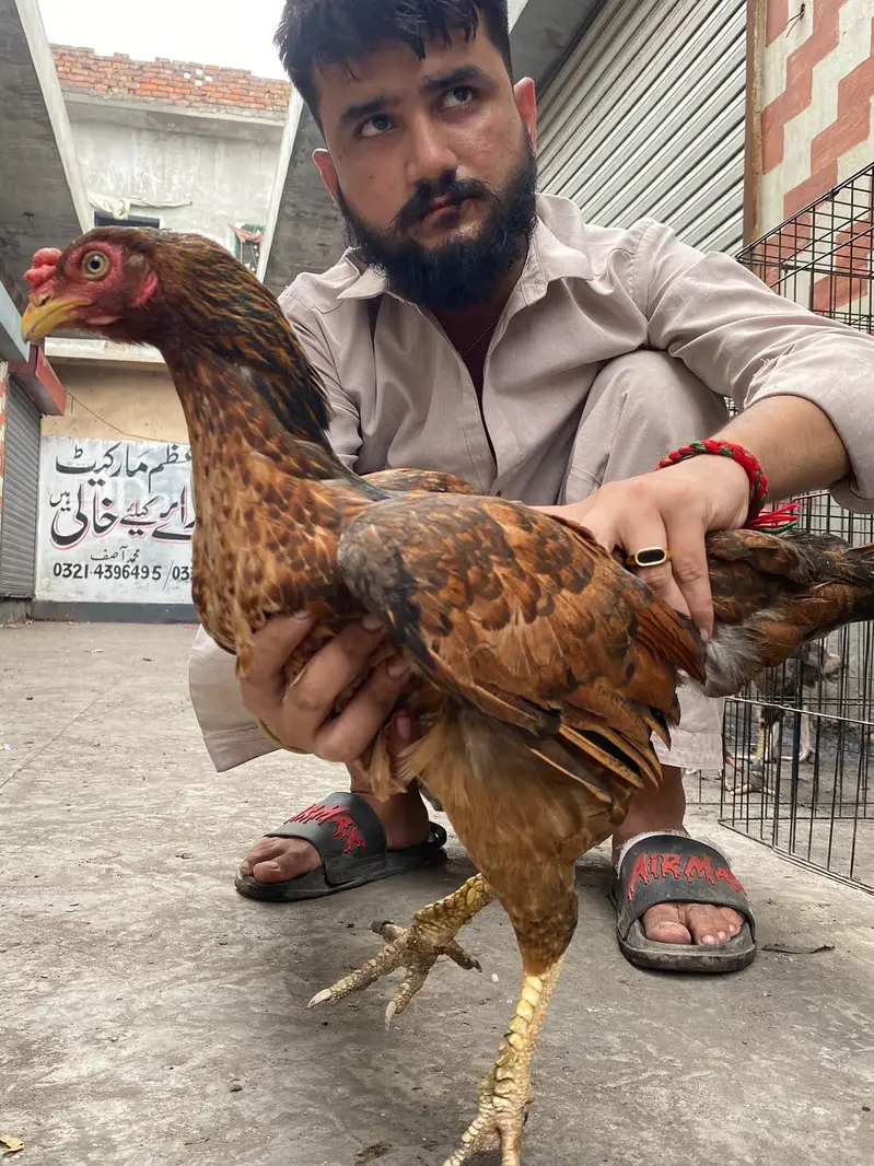 Amrohii — photo 3