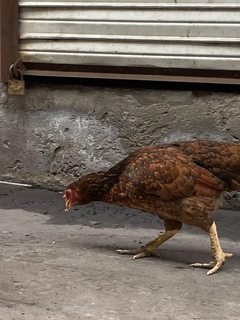 Amrohii — photo 5