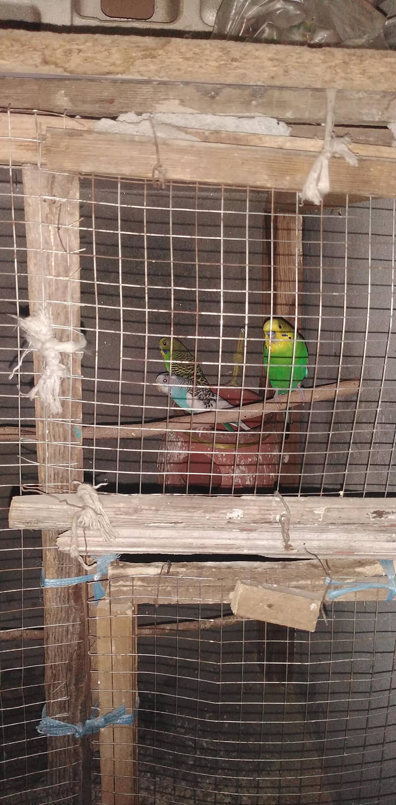 budgie 0
