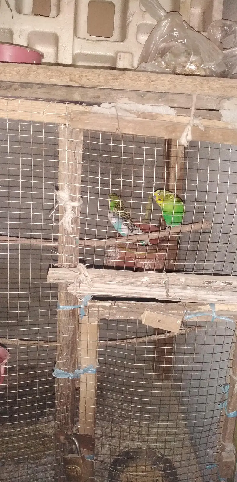 budgie — photo 2