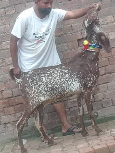 makhi chini confram gaban phat sale