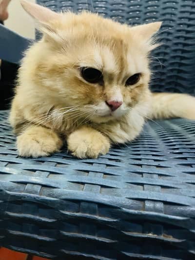 parsian adult male for sale