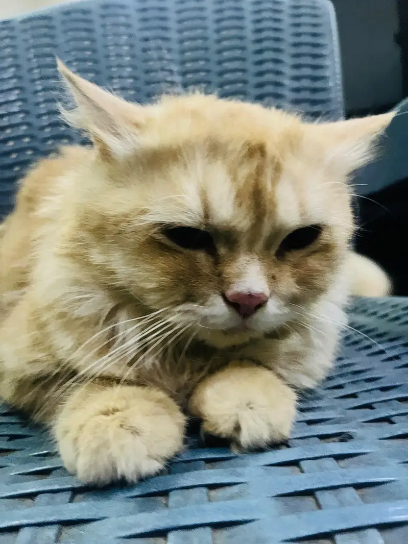 parsian adult male for sale — photo 4