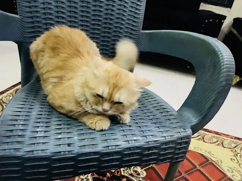 parsian adult male for sale — photo 5