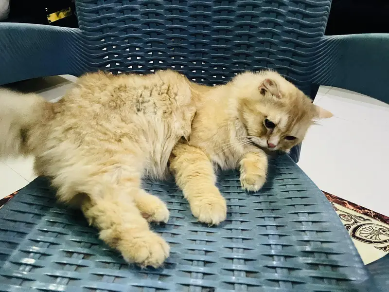 parsian adult male for sale — photo 6