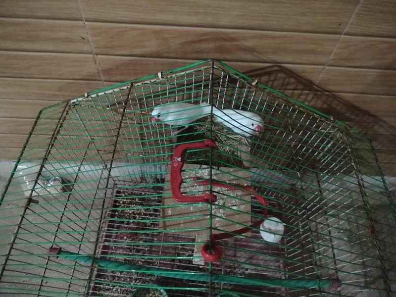 white java breading pair argent sale 2