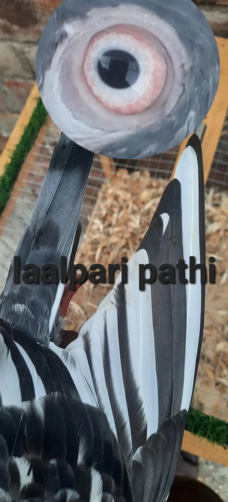 laalpari kamager dub wala tadi qasori — photo 2