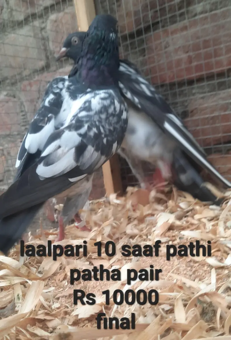 laalpari kamager dub wala tadi qasori — photo 4