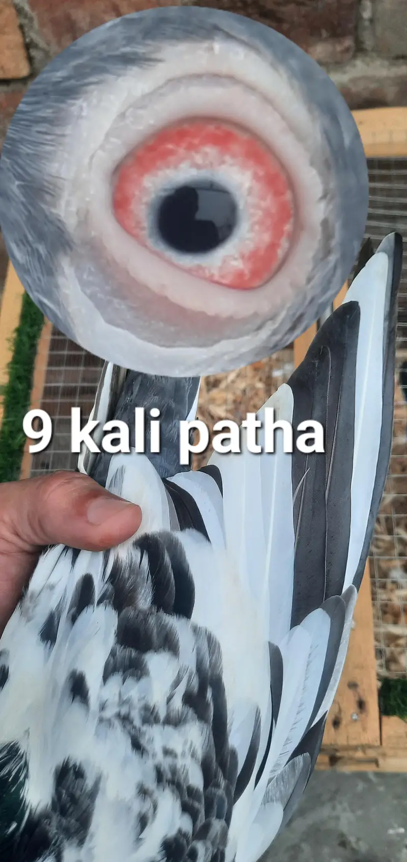 laalpari kamager dub wala tadi qasori — photo 9