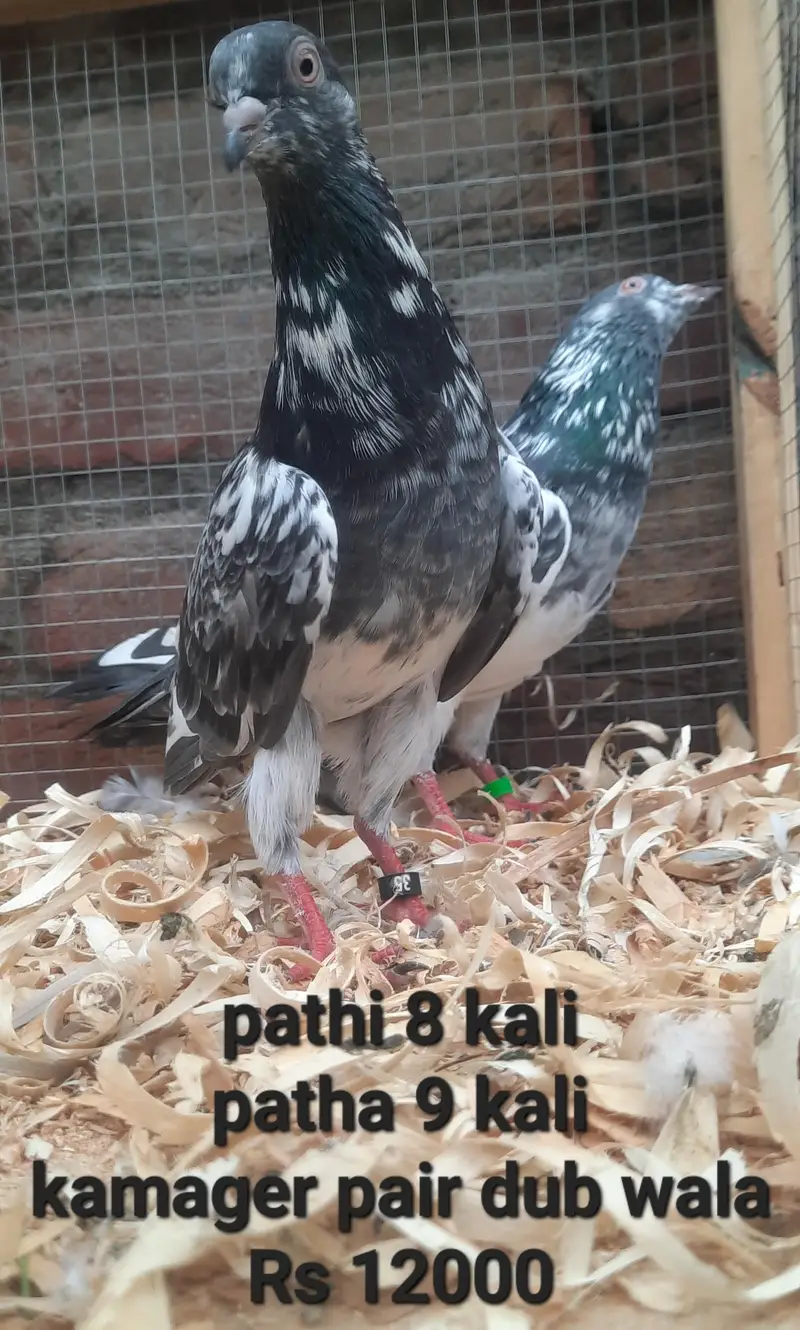 laalpari kamager dub wala tadi qasori — photo 10