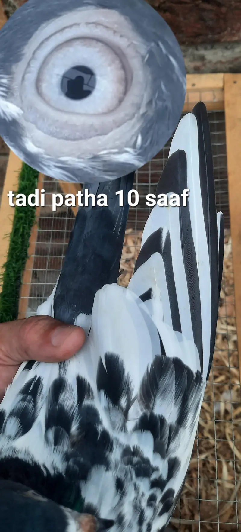 laalpari kamager dub wala tadi qasori — photo 11