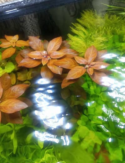 aquarium plant's