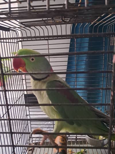 Fully Hand Tame & Talking Parrot (Mian Mithu)